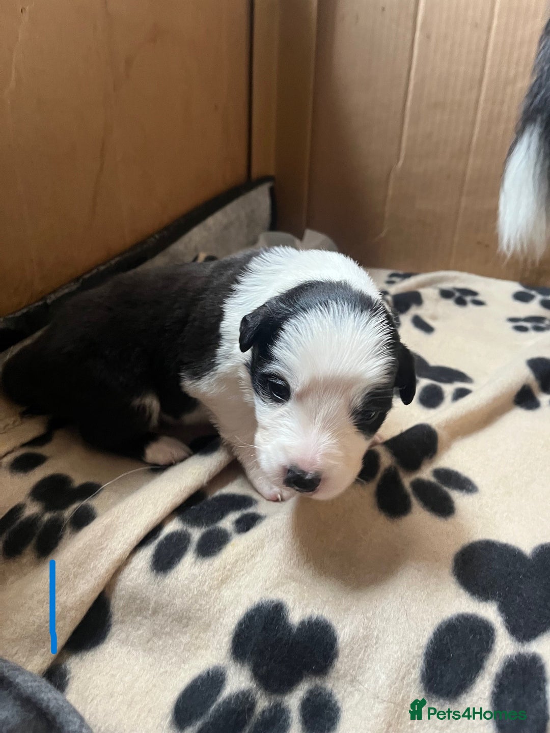 Border Collie dogs for sale: Border Collie Puppies - Image 4