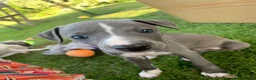 Whippet dogs for sale: KC registered Whippet puppies in Billingshurst - Advert 6