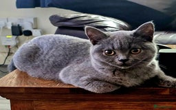 British Shorthair cats for sale: Beautiful British shorthair  - Image 1
