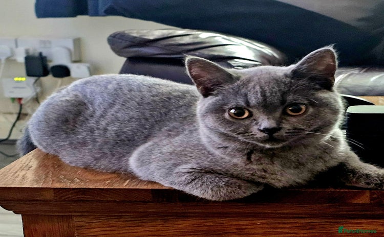 British Shorthair cats - Advert 2