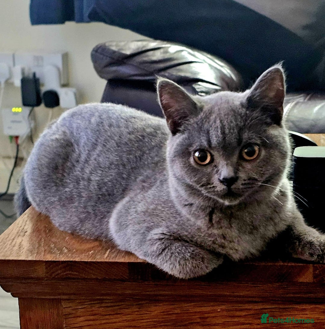 British Shorthair cats for sale: Beautiful British shorthair  - Image 1