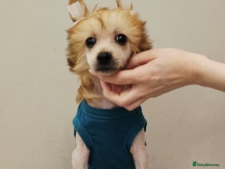 Chinese Crested dogs in Crewe - Advert 4