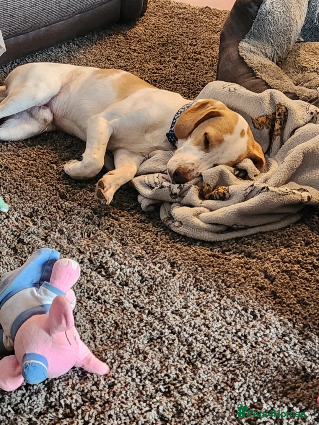 Mixed Breed dogs for sale: Male springer spaniel cross jack russel - Advert 1