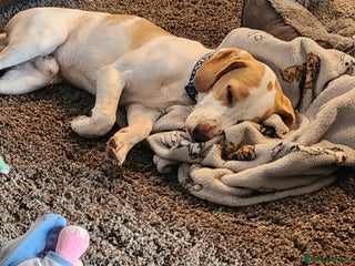 Mixed Breed dogs for sale: Male springer spaniel cross jack russel - Advert 1