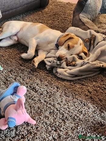 Mixed Breed dogs Male springer spaniel cross jack russel - Advert 2