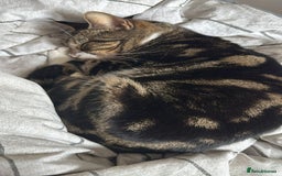 Mixed Breed cats for sale: URGENT: REHOMING NEEDED FOR MIXED BENGALS - Image 3