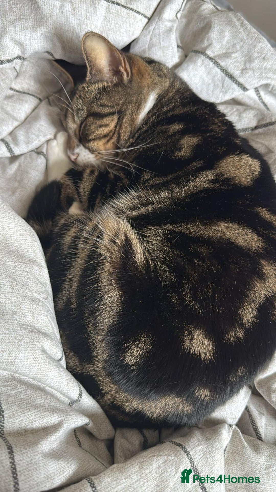Mixed Breed cats for sale: URGENT: REHOMING NEEDED FOR MIXED BENGALS - Image 3