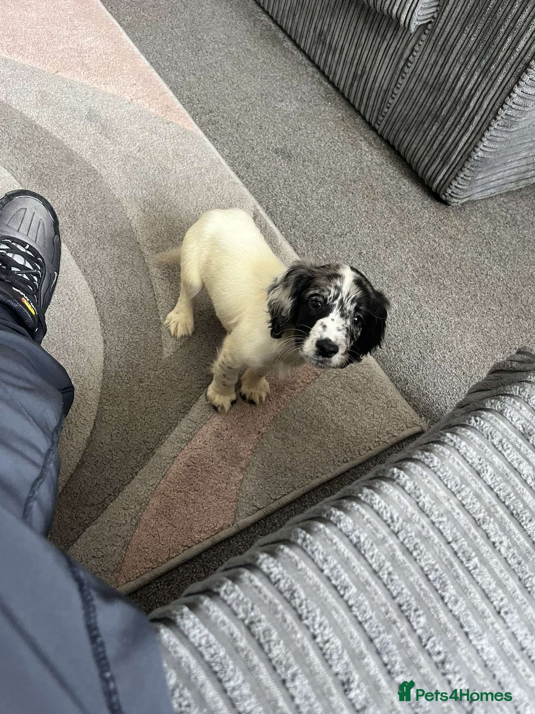 Cocker Spaniel dogs for sale: Last boy remaining  - Image 19