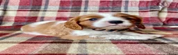 Cavalier King Charles Spaniel dogs for sale: 6 Beautiful KC Registered Cavalier King Charles  - Advert 9