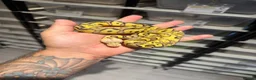 Python Snake reptiles for sale: Clown, hypo, hets, various morphs available  - Advert 5