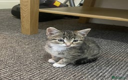 European cats for sale: Adorable kittens for sale  - Image 13