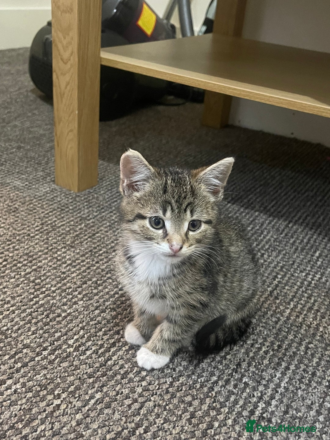 European cats for sale: Adorable kittens for sale  - Image 13