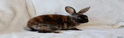 Rex rabbits for sale: Gorgeous mini rex boys.  in Kettering - Advert 4