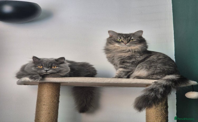 Norwegian Forest Cat cats - Advert 1