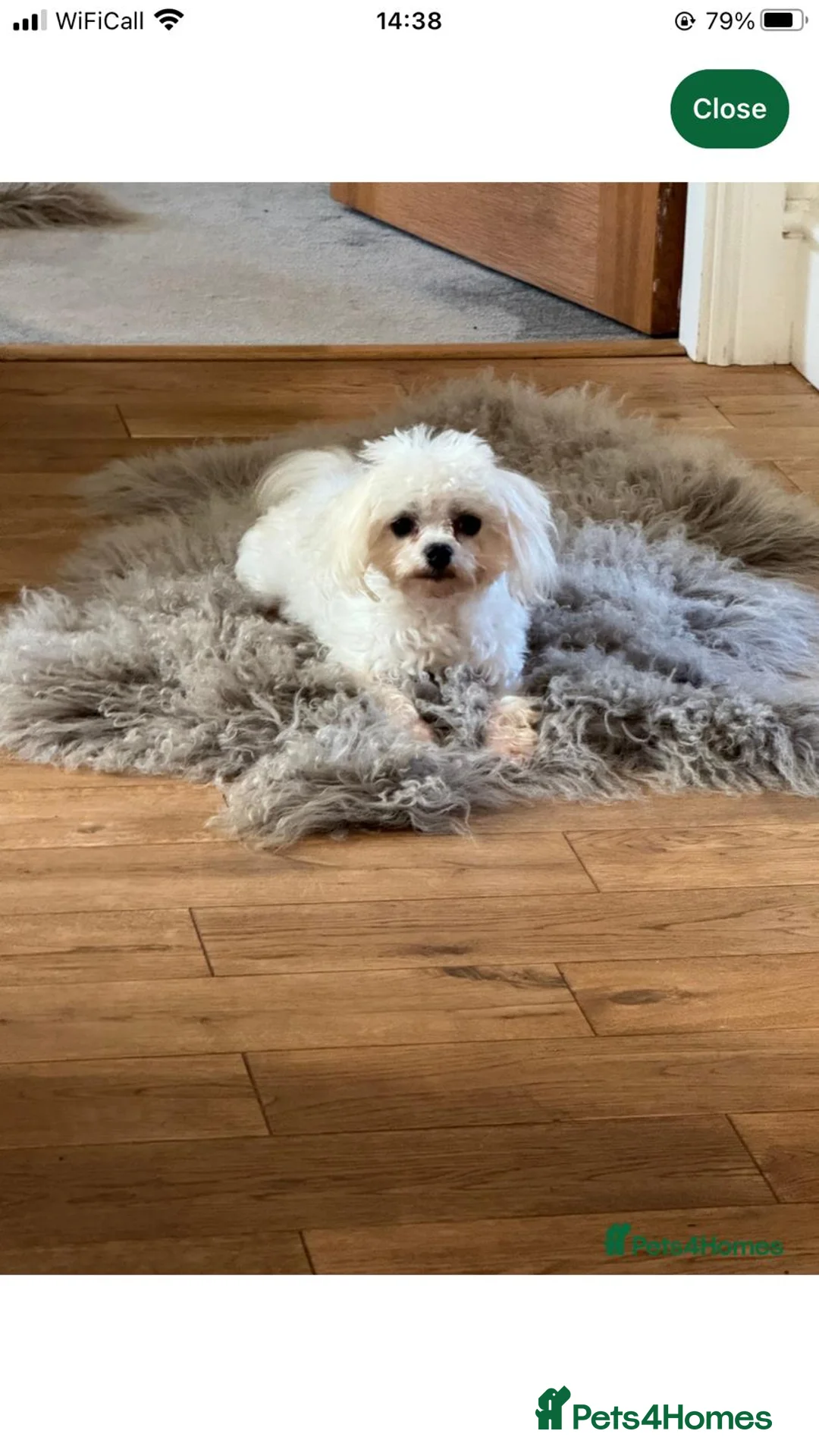 Maltipoo dogs for sale: 2X CHAMPION BLOODLINE MALTIPOO PUPPYS - Advert 9