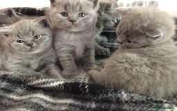 British Shorthair cats for sale: GCCF British Shorthair Pedigree Kittens - London  - Image 4