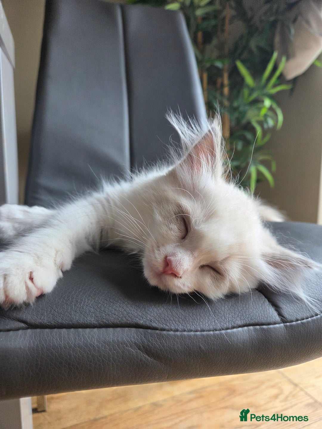 Ragdoll cats for sale: Lilac/cream ragdoll girl, 13 weeks 🤍 - Image 3