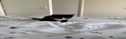 Domestic Shorthair cats for sale: White black cat  - Advert 13
