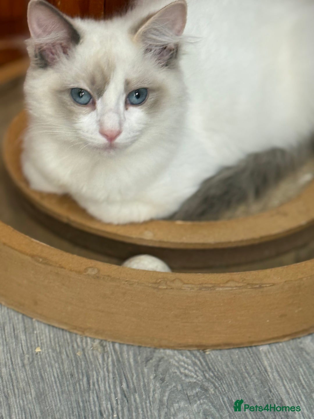 Ragdoll cats for sale: 💙🩷GCCF RAGDOLL KITTENS M&F 14WKS AWARD WINS 🥇 - Image 30