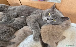 British Shorthair cats for sale: Bsh lilac Kitten – 3 Months Old  - Image 8