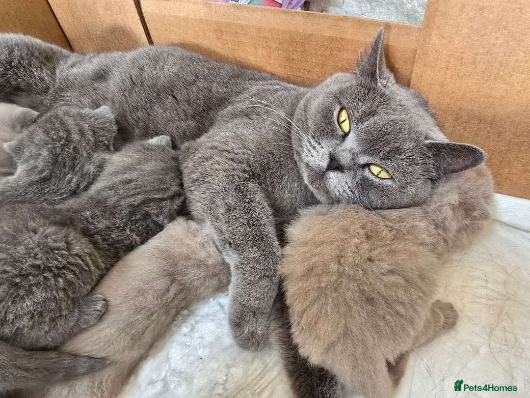 British Shorthair cats for sale: Bsh lilac Kitten – 3 Months Old  - Image 8