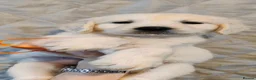 Golden Retriever dogs for sale: Superb WHITE K.Creg Golden Retriever puppies  - Advert 16