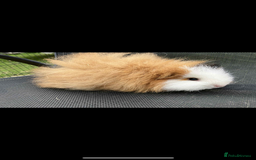 Guinea Pig rodents for sale: Swiss & texel GP  - Advert 6