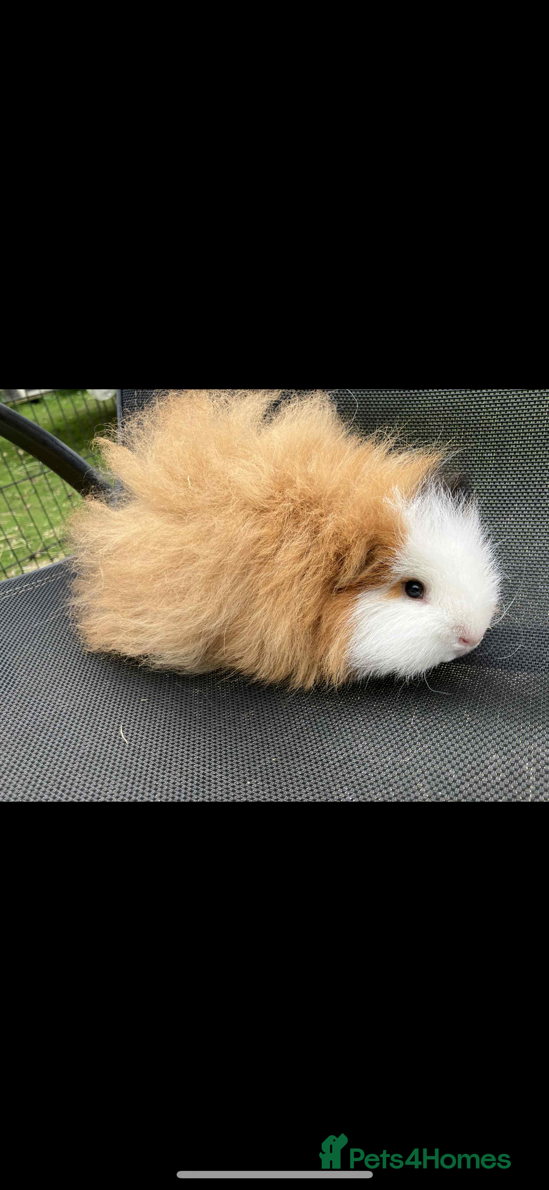 Guinea Pig rodents for sale: Swiss & texel GP  - Advert 6