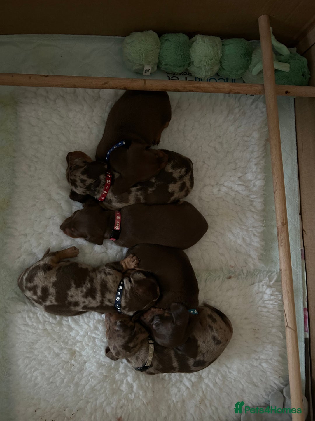 Miniature Dachshund dogs for sale: Isabella Dapple & chocolate & tan-dachshunds,  - Advert 11