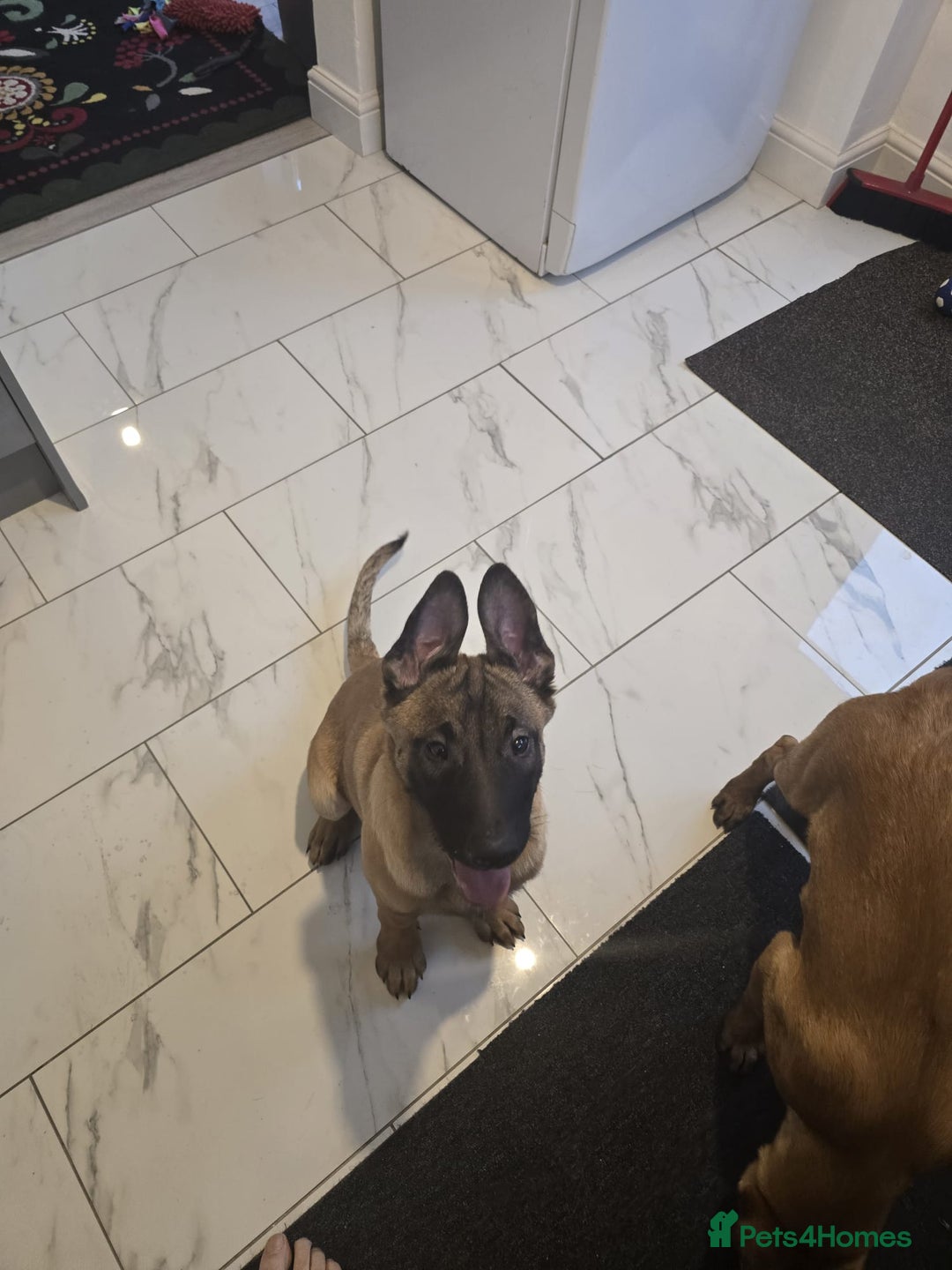 Belgian Shepherd Dog dogs for sale: 2 Belgian Shepherd puppies  - Advert 11