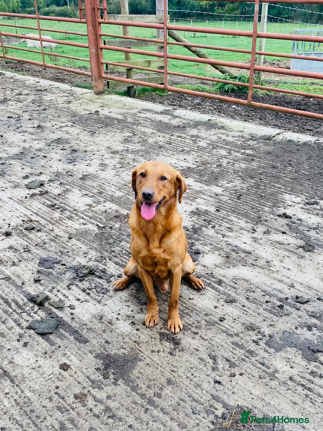 Labrador Retriever dogs for stud: Health clear,hip scored,KC Red Labrador for stud in Darlington - Advert 4