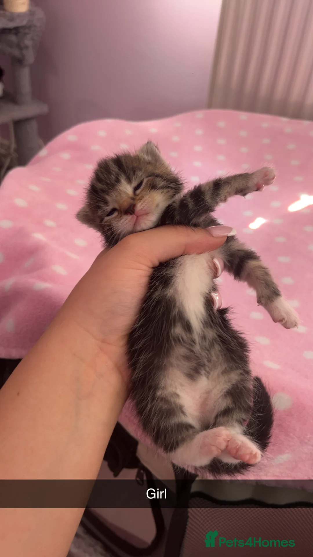Domestic Shorthair cats for sale: 5 Beautiful Kittens🤍 - Advert 6