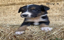 Border Collie dogs for sale: Adorable Border Collie Puppies for sale  - Image 7