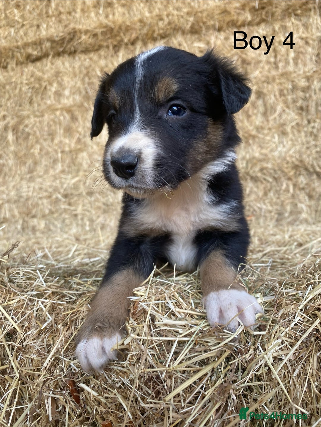Border Collie dogs for sale: Adorable Border Collie Puppies for sale  - Image 7