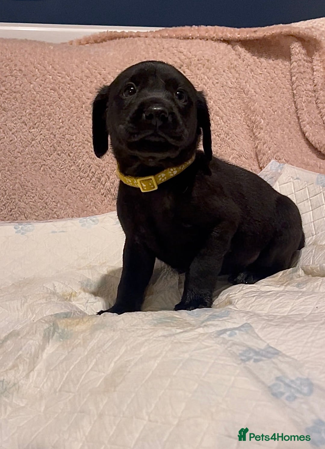 Labrador Retriever dogs for sale: 4 Boys Remaining 🐶  - Image 22