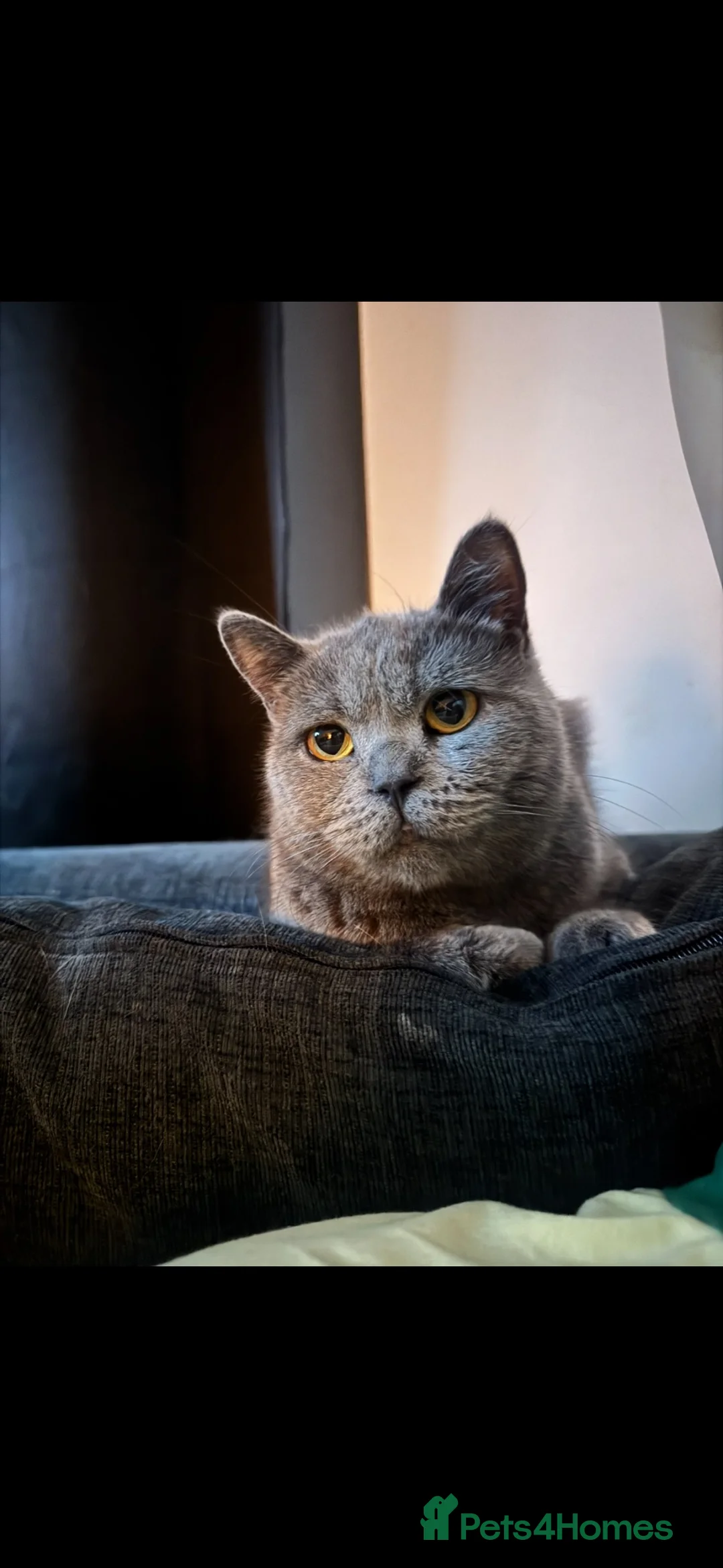British Shorthair cats for sale: Beautiful BSH looking for rehome 🏡🤍 - Advert 1