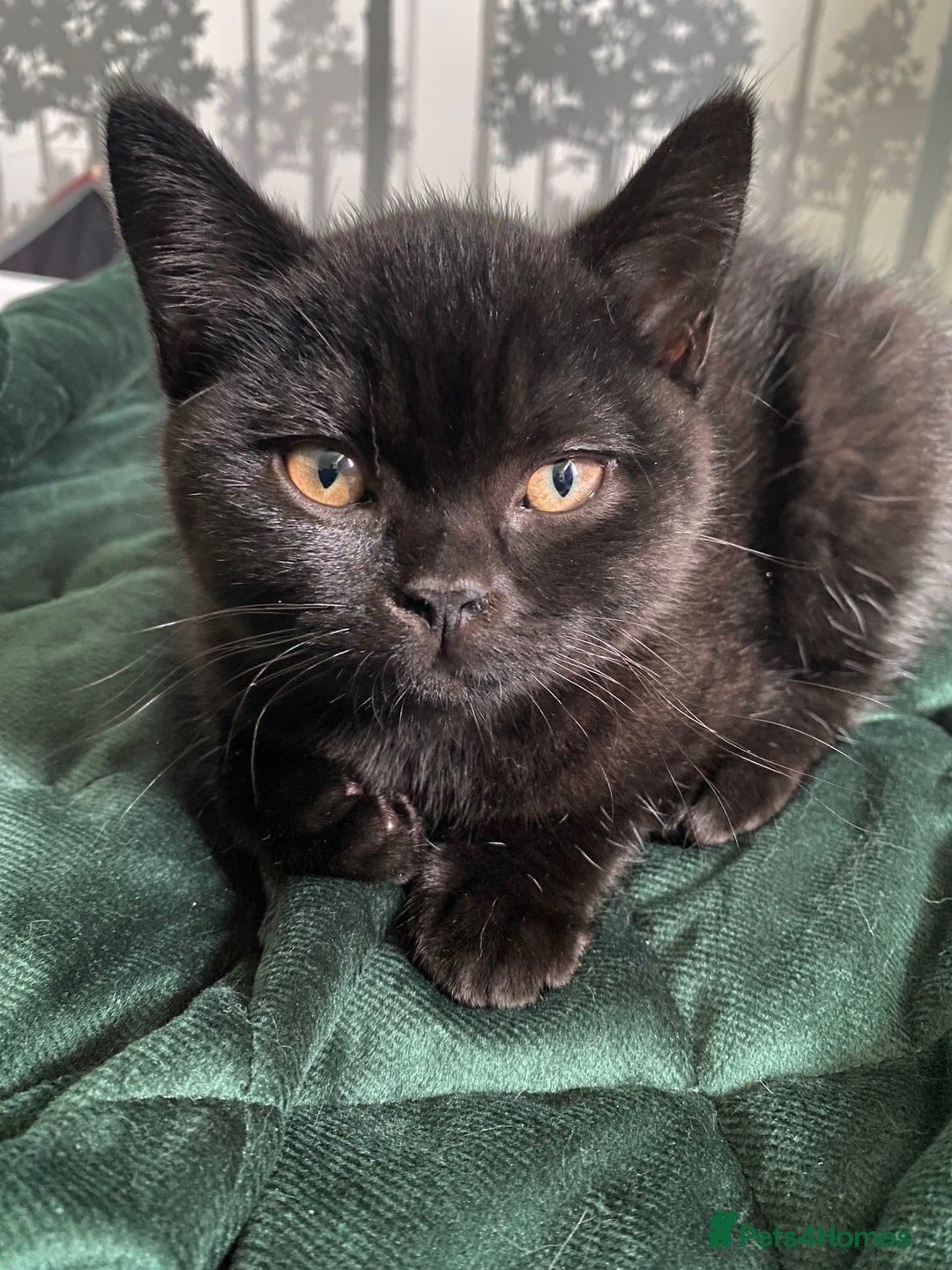 British Shorthair cats for sale: Stunning Unique Pedigree Black British Shorthair  - Advert 5