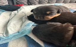 Rottweiler dogs for sale: Rottweiler puppies  - Image 4