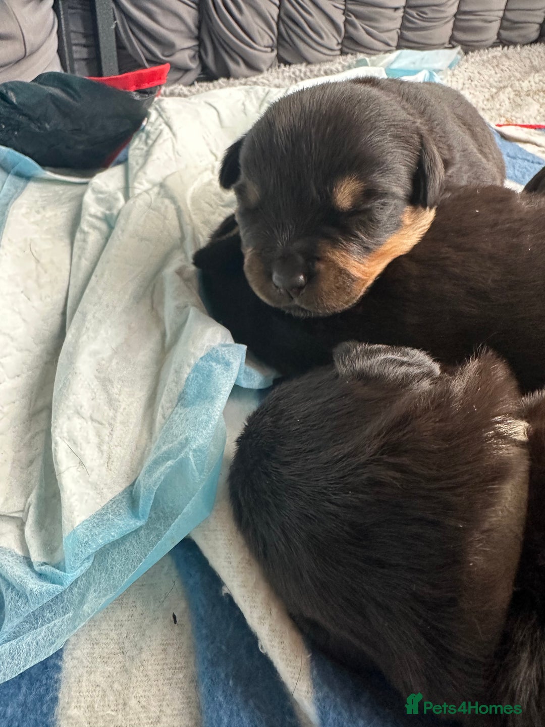 Rottweiler dogs for sale: Rottweiler puppies  - Image 4