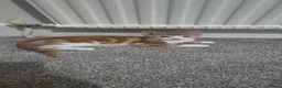 Mixed Breed cats for sale: Beautiful little kittens  - Advert 7