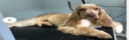 Cocker Spaniel dogs for sale: Beautiful kc reg show cockers READY NOW  - Advert 3