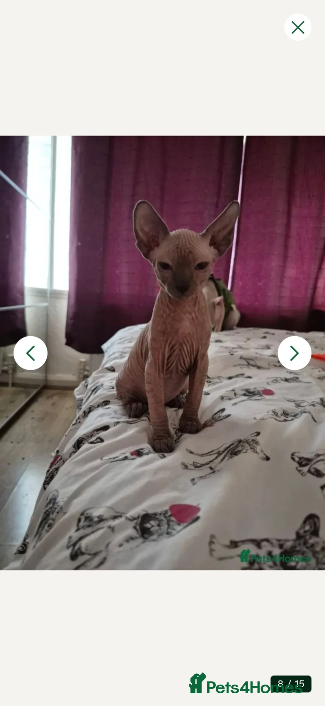 Sphynx cats for sale: Sphynx boy for sale - Advert 8
