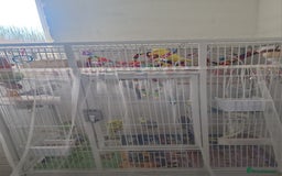 Budgerigars birds for sale: budgies for sale with big cage - Image 2
