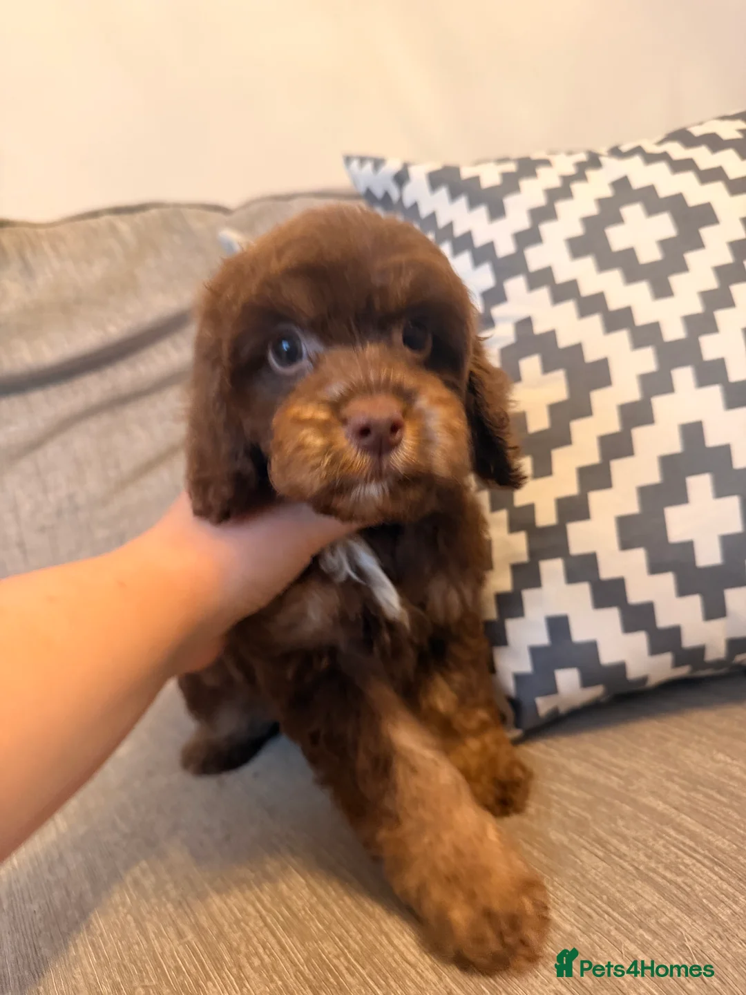Cockapoo dogs for sale: LAST BOY REDUCED- Health Tested toy cockerpoos  - Advert 22