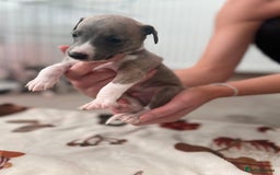 Whippet dogs for sale: Blue Whippet Puppies for Sale - Advert 3
