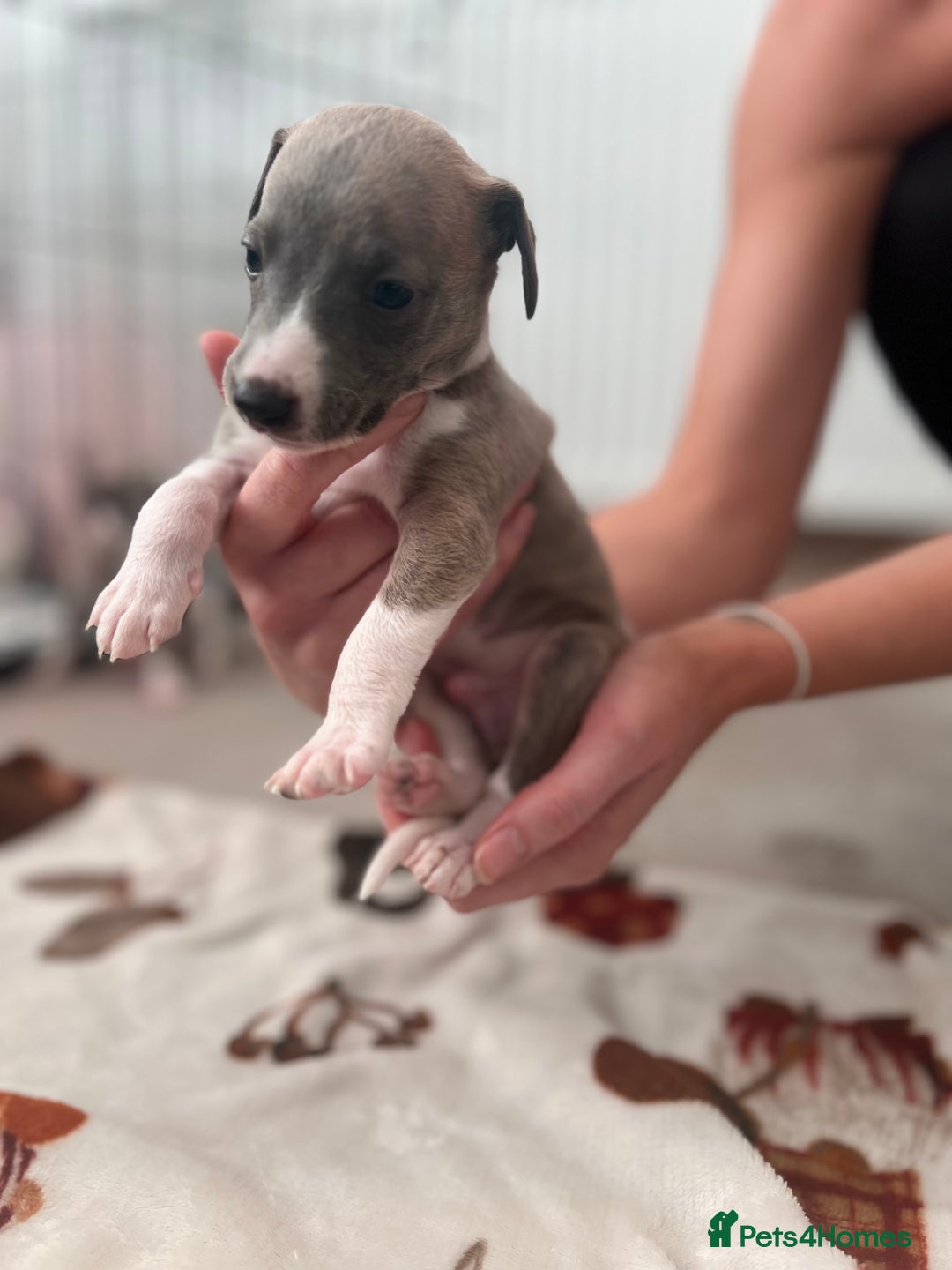 Whippet dogs for sale: Blue Whippet Puppies for Sale - Advert 3