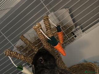 Mixed Breed rabbits Male grey rabbit - Advert 17