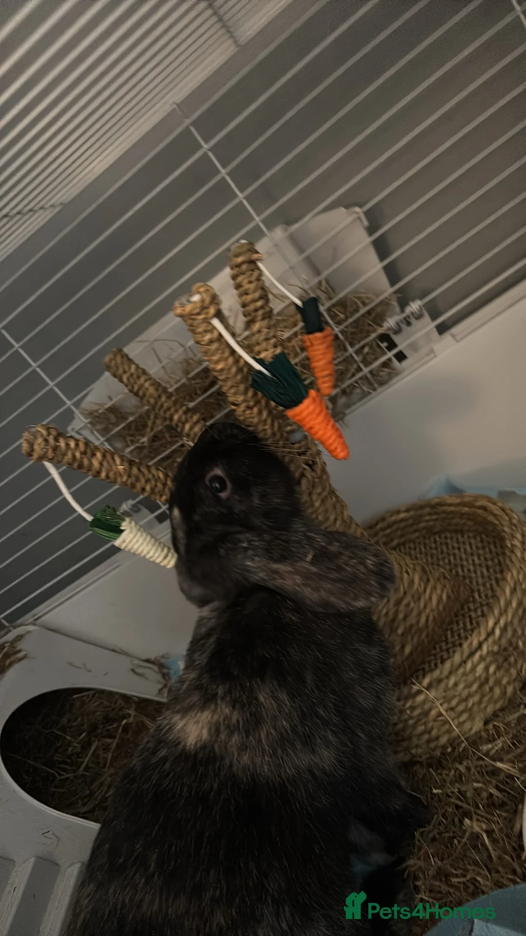 Mixed Breed rabbits for sale: Male grey rabbit  - Advert 1