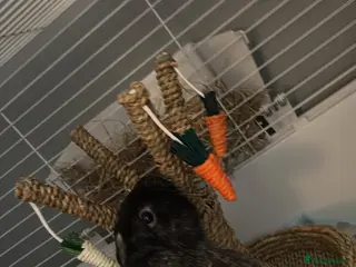 Mixed Breed rabbits Male grey rabbit - Advert 4