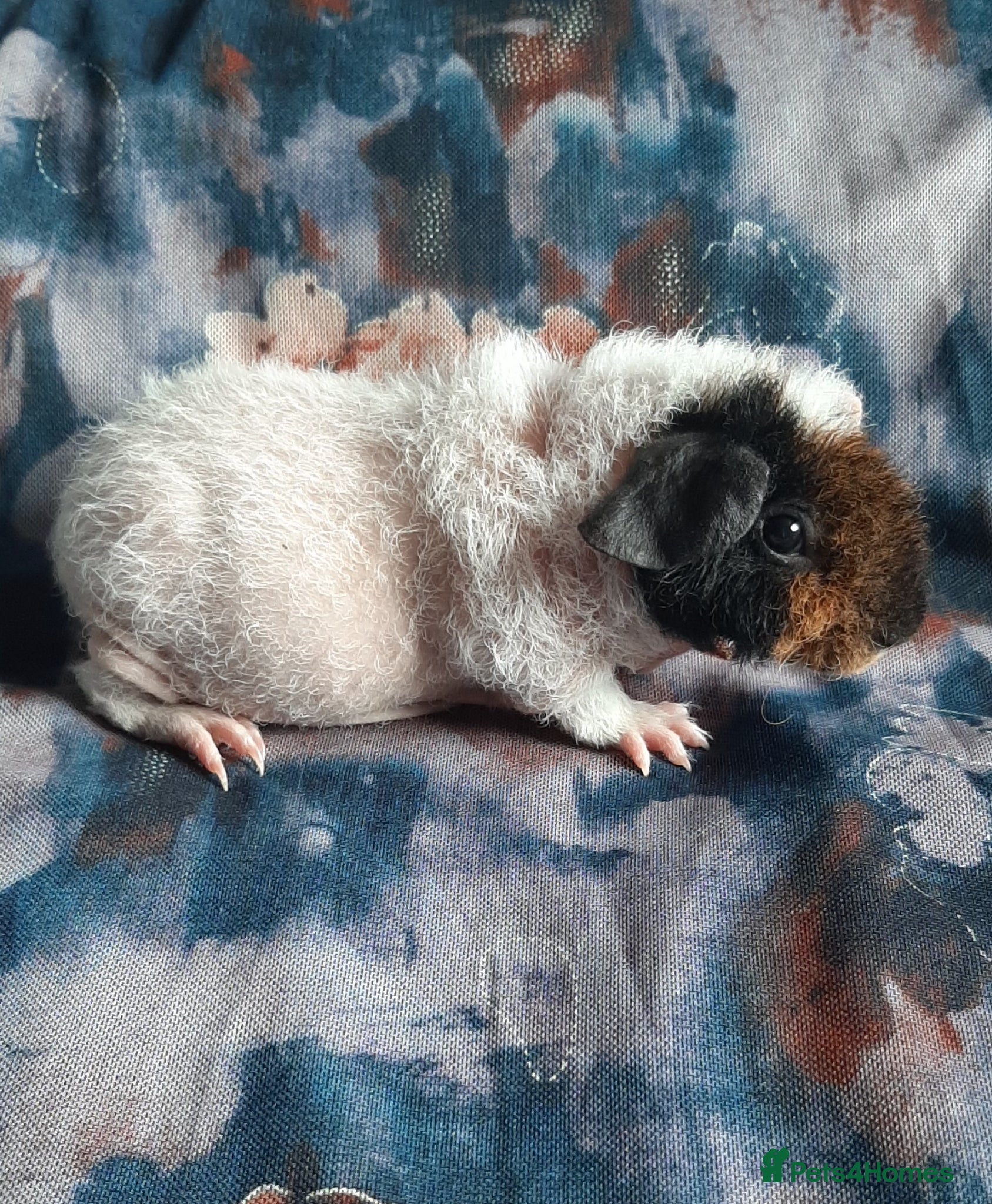 Guinea Pig rodents Skinny pigs and guinea pig babies - Advert 1